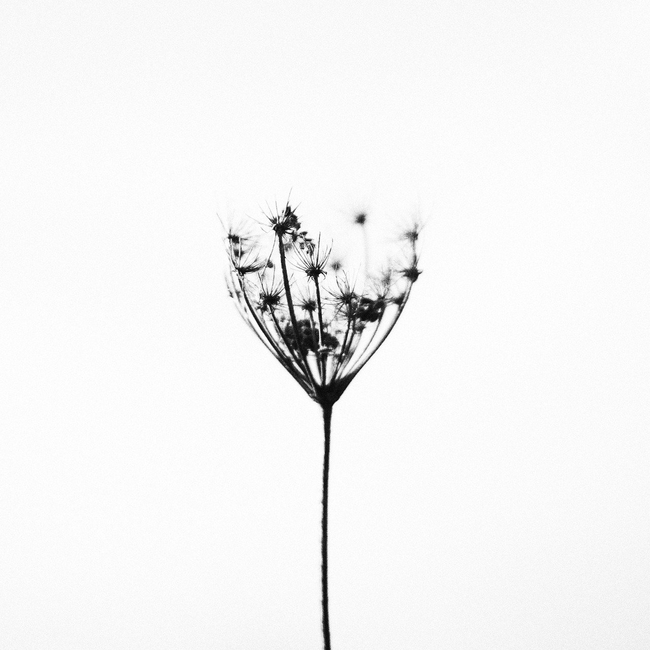nature, plant, minimalistic